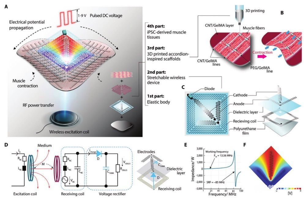 Robô bio-híbrido impresso em 3D alimentado sem fio